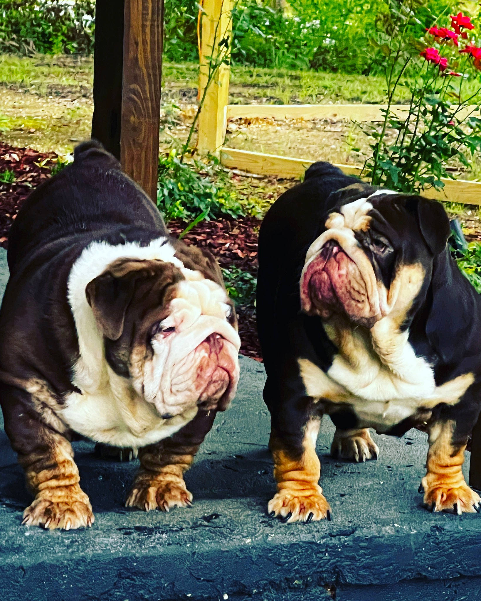 Cash joined the competition — help win amazing prizes! bulldog, canidae, carnivore, companion_dog, dog, dog_breed, fawn, flower, grass, green, plant, snout, sporting_group, terrestrial_animal, toy_dog, tree, white_english_bulldog, wildlife, wood, wrinkle