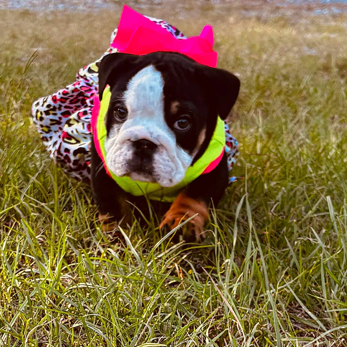 Cleo is registered to the contest to win money with this photo: animal, ball, bostonbull, boxer, bulldog, canine, clothing, coat, dog, face, grass, head, hound, person, pet, photography, pitbull, plant, portrait, puppy
