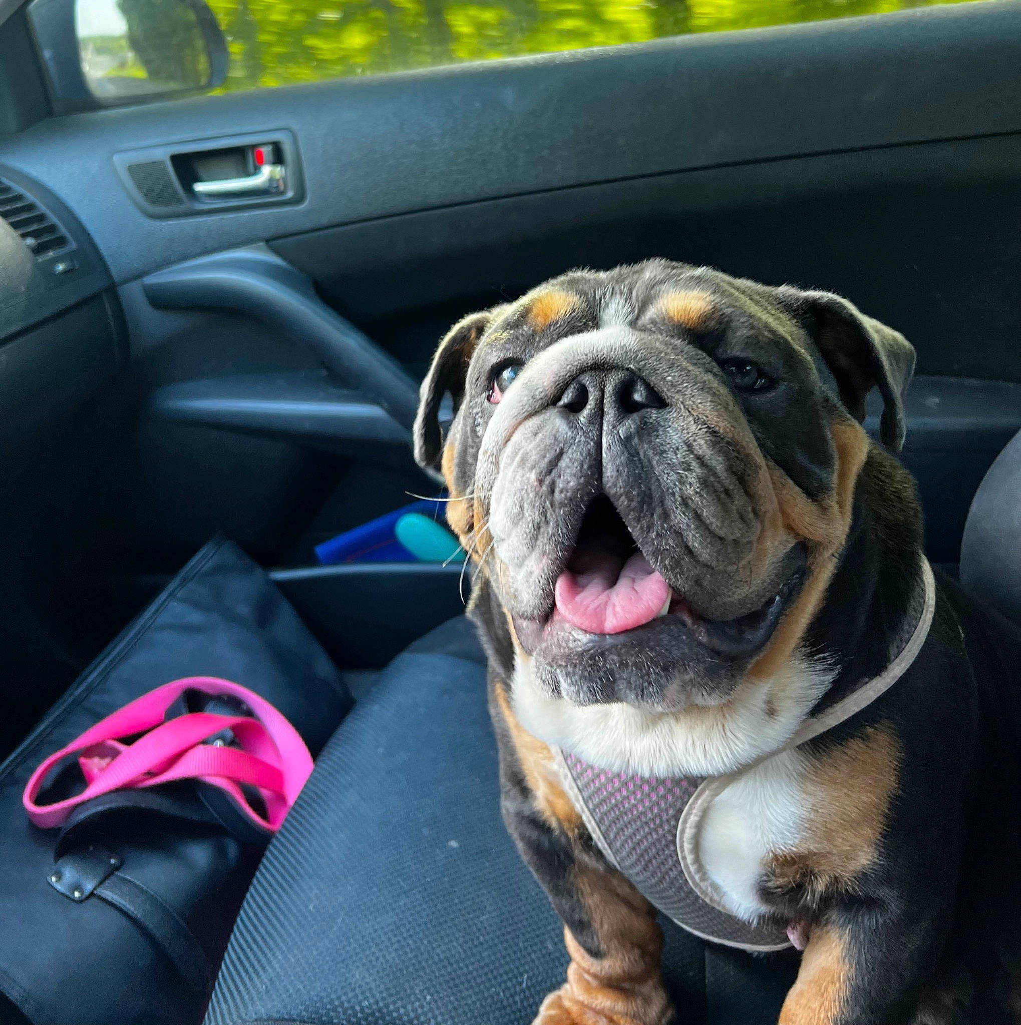 Athena joined the competition — help win amazing prizes! automotive_exterior, bulldog, canidae, car_seat_cover, carnivore, collar, comfort, companion_dog, dog, dog_breed, dog_collar, fawn, motor_vehicle, plant, snout, sporting_group, steering_wheel, vehicle_door, whiskers, wrinkle