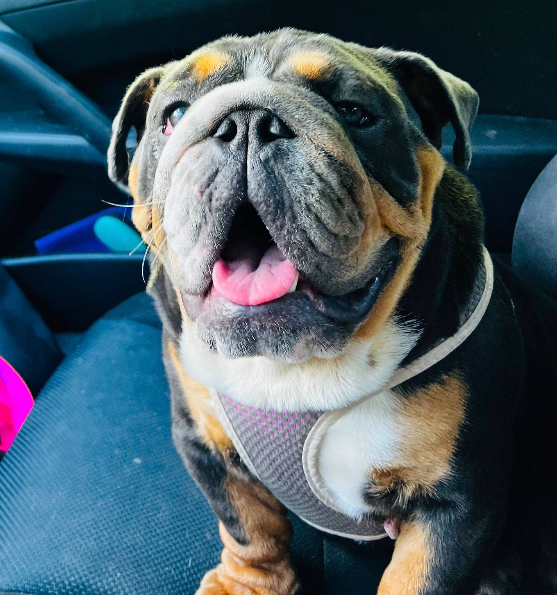 Athena is registered to the contest to win money with this photo: bulldog, canidae, carnivore, collar, companion_dog, dog, dog_breed, dog_collar, fawn, leash, molosser, paw, snout, sporting_group, terrestrial_animal, toy_dog, whiskers, white_english_bulldog, working_animal, wrinkle