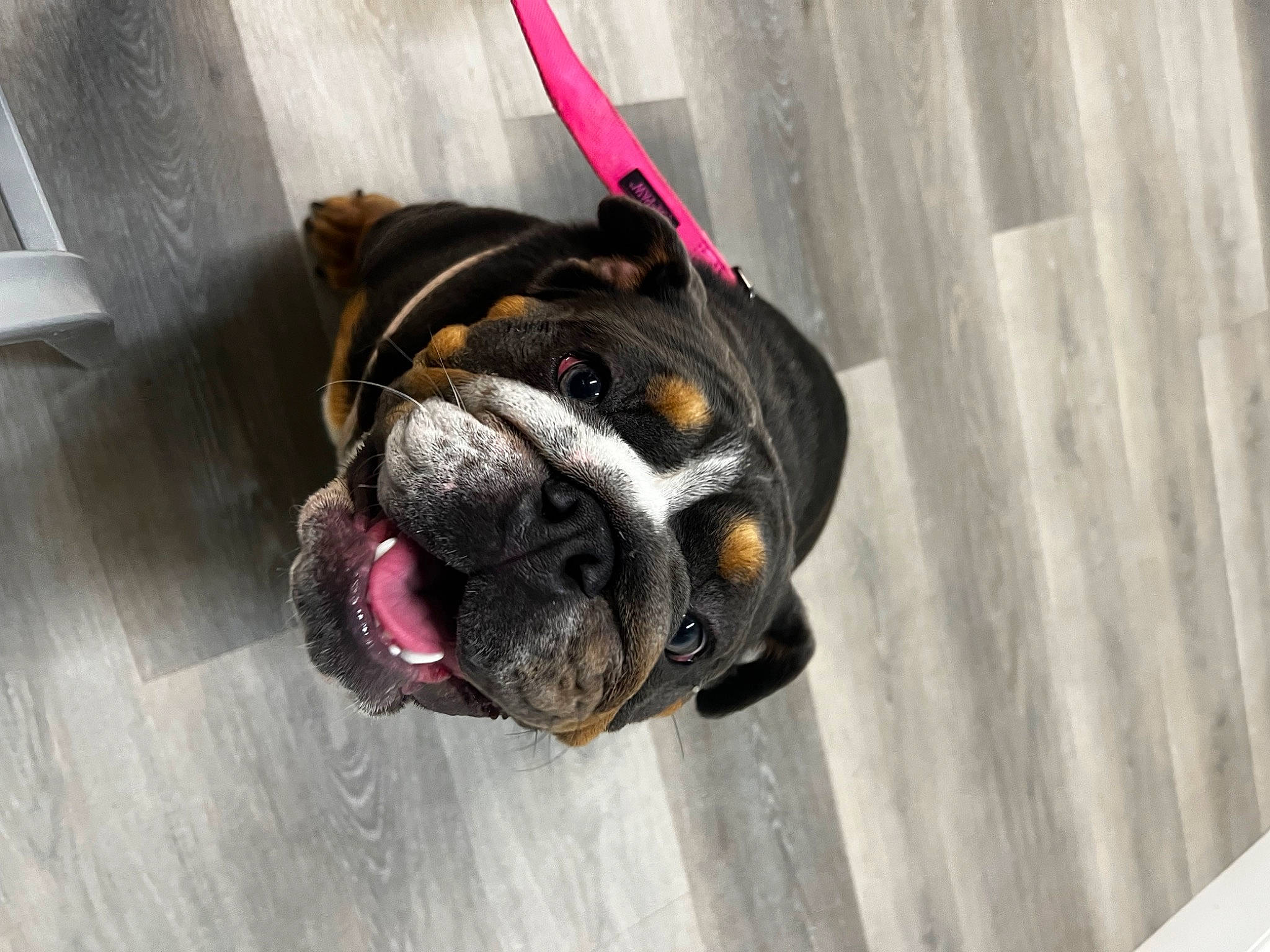 Athena is registered to the contest to win money with this photo: boxer, canidae, carnivore, collar, companion_dog, dog, dog_breed, dog_collar, dog_supply, fawn, leash, pet_supply, snout, sporting_group, whiskers, window, wood, working_animal, working_dog, wrinkle