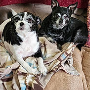 Ninja And Annie is registered to the contest to win money with this photo: black_and_white_dog, black_dog, blanket, couch, cozy, dog, ears, eyes, face, fur, indoor, pair_of_dogs, paws, pet, portrait, resting, small_dog, snuggle, sofa, throw_blanket