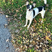 Chapulin joined the competition — help win amazing prizes! alert, animal, black_and_white, canine, chihuahua, curious, daylight, dog, ears_up, fall, fur, grass, leaves, nature, outdoor, pet, sidewalk, small_dog, standing, tail_up