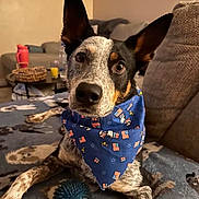 Ace joined the competition — help win amazing prizes! dog, bandana, blue, patriotic, american_flags, snoopy, blanket, toy_ball, living_room, couch, ears, eyes, paws, curious, pet, indoor, furniture, cozy, animal, companion