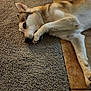 dog, carpet, floor, tile_floor, lying_down, paw, fur, indoor, pet, canine, light_and_shadow, relaxed, resting, brown_and_white, animal, companion, portrait, closeup, home, texture