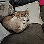 dog, husky, sleeping, couch, pillow, indoor, pet, fur, resting, cozy, home, animal, relaxing, curled_up, comfortable, domestic, mammal, cute, brown, white