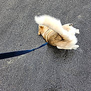 Taylor is registered to the contest to win money with this photo: dog, leash, pavement, wet_surface, tail, blur, brown_shoes, outdoor, rolling, playful, canine, footwear, asphalt, motion, pet, walking, animal, leash_clip, fur, sidewalk