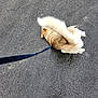 dog, leash, pavement, wet_surface, tail, blur, brown_shoes, outdoor, rolling, playful, canine, footwear, asphalt, motion, pet, walking, animal, leash_clip, fur, sidewalk