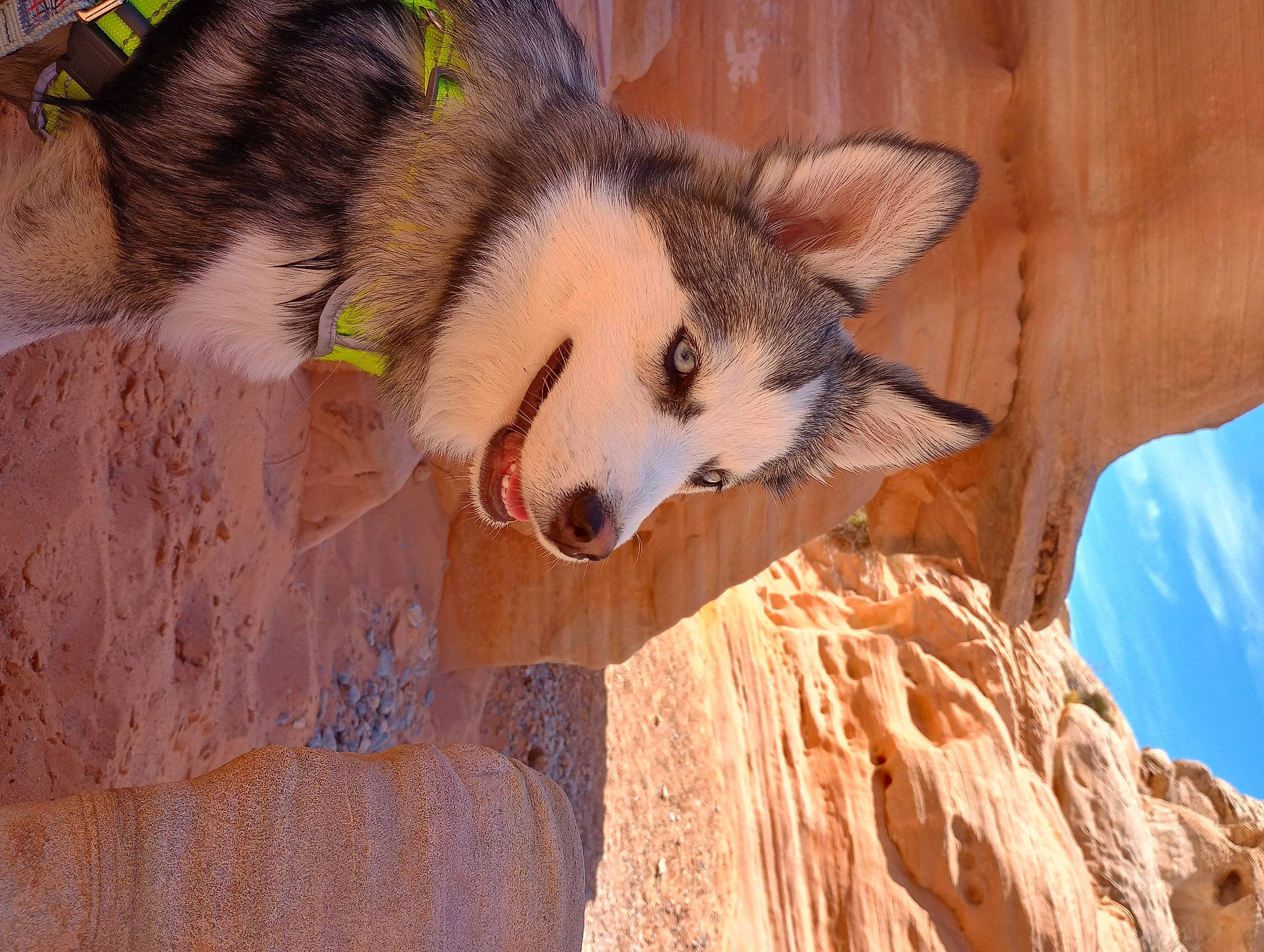 Dusty is registered to the contest to win money with this photo: ancient_dog_breeds, canidae, canis, carnivore, companion_dog, dog, dog_breed, fawn, fox, fur, recreation, sled_dog, snout, sporting_group, terrestrial_animal, whiskers, wildlife, wolf, wood, working_dog