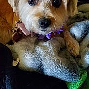 Georgia joined the competition — help win amazing prizes! animal, blanket, closeup, companion, cozy, cute, dog, ears, face, fluffy, fur, indoor, looking, paw, pet, pink_tag, purple_collar, resting, small_dog, snuggled