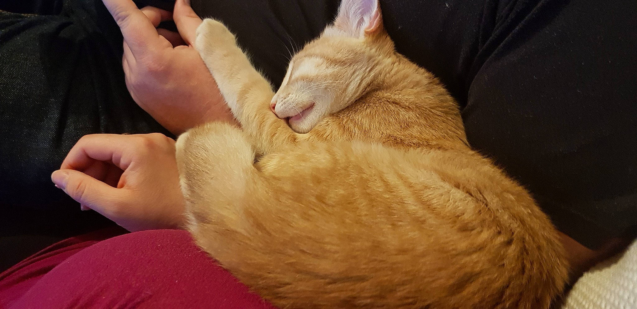 Ragnar a rejoint le concours — aidez-le/la à gagner de superbes lots ! asian, carnivore, cat, claw, cornish_rex, ear, fawn, felidae, fur, german_rex, javanese, nail, small_to_medium_sized_cats, whiskers