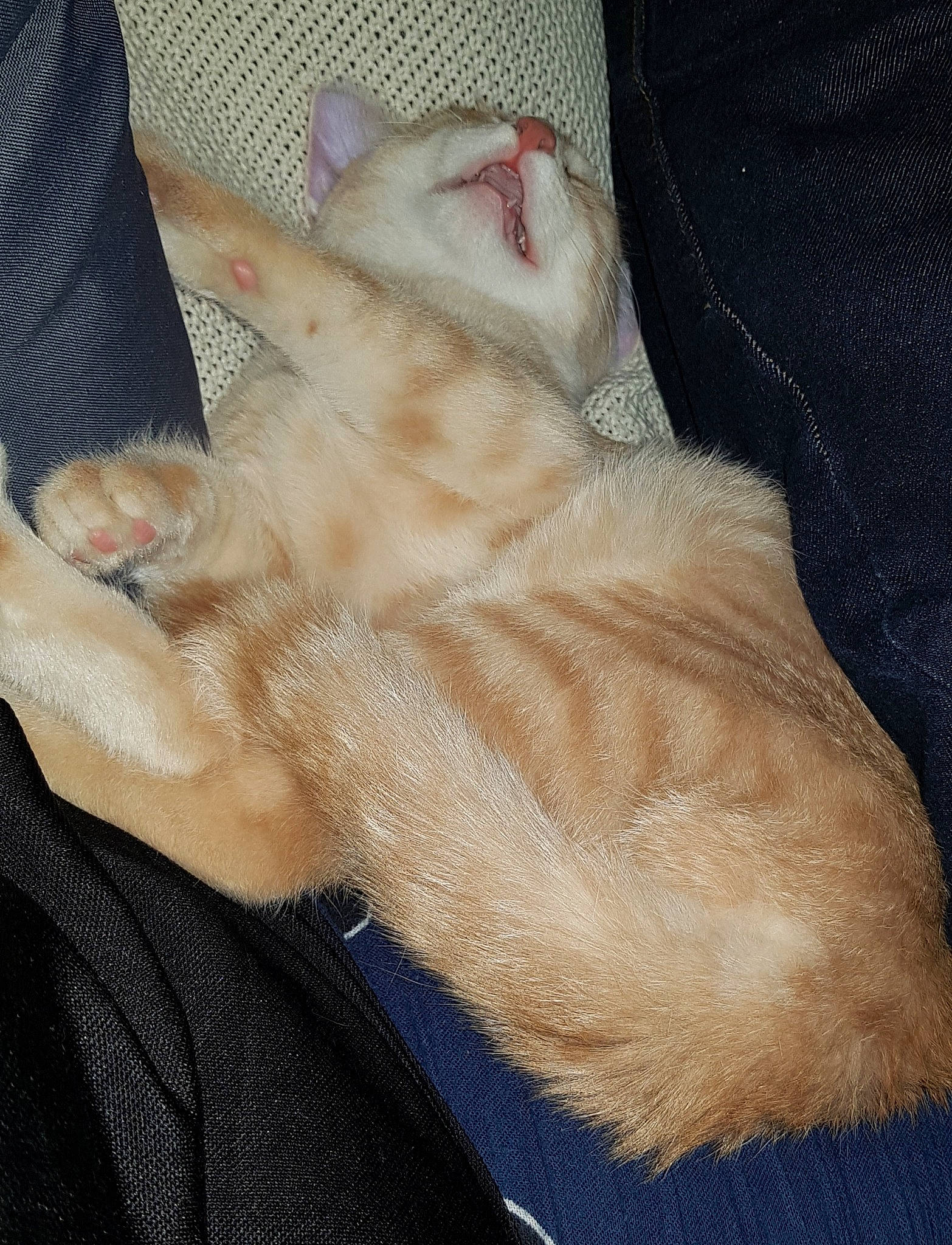 Ragnar a rejoint le concours — aidez-le/la à gagner de superbes lots ! carnivore, cat, claw, fawn, felidae, fur, leg, paw, polydactyl_cat, small_to_medium_sized_cats, tail, whiskers