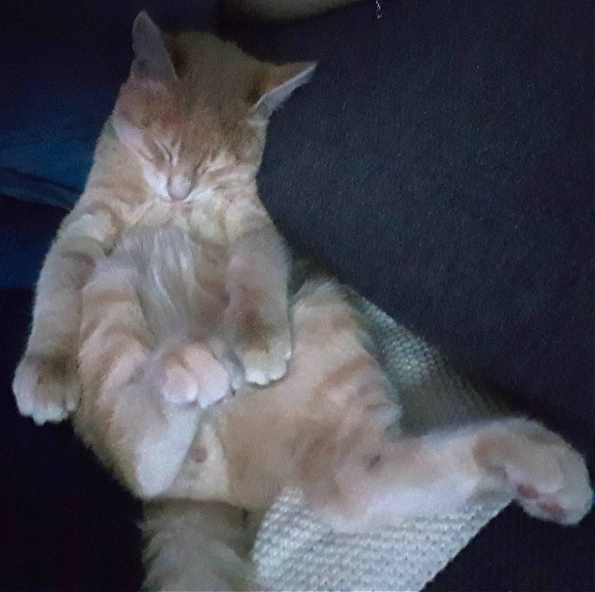 Ragnar participe au concours pour gagner de l'argent avec cette photo : asian, burmilla, carnivore, cat, claw, colorpoint_shorthair, fawn, felidae, fur, german_rex, javanese, kitten, mammal, oriental_longhair, paw, polydactyl_cat, small_to_medium_sized_cats, tail, turkish_angora, whiskers