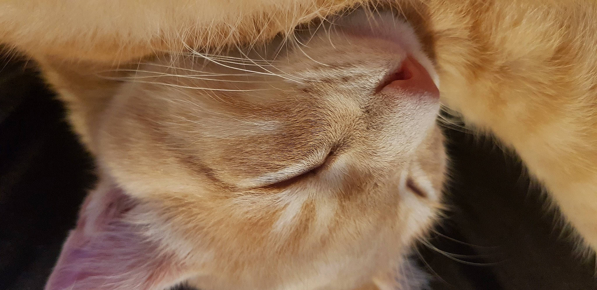 Ragnar participe au concours pour gagner de l'argent avec cette photo : carnivore, cat, close_up, ear, fawn, felidae, fur, kitten, nose, photography, singapura, skin, small_to_medium_sized_cats, snout, somali, whiskers