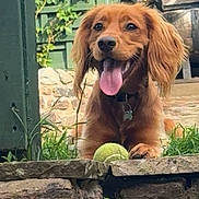 Gary is registered to the contest to win money with this photo: animal, collar, cute, dog, floppy_ears, flower, garden, golden_brown, grass, greenery, happy, outdoor, pet, playful, smiling, stone_ledge, stone_wall, sunlight, tennis_ball, tongue_out