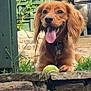 animal, collar, cute, dog, floppy_ears, flower, garden, golden_brown, grass, greenery, happy, outdoor, pet, playful, smiling, stone_ledge, stone_wall, sunlight, tennis_ball, tongue_out
