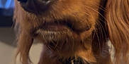 Gary is registered to the contest to win money with this photo: animal, blurry_background, brown, canine, close_up, collar, companion, dog, domestic_animal, expression, face, fur, golden_retriever, indoor, pet, portrait, sitting, tag, television, watching_tv