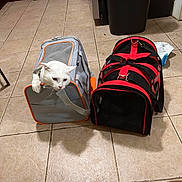 Mishu is registered to the contest to win money with this photo: cat, curious, doorway, fur, gray_carrier, home, indoor, kitchen, paws, pet, pet_carrier, red_black_carrier, stove, tiled_floor, trash_can, travel, travel_bag, whiskers, white_cat, zipper