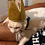 Mishu joined the competition — help win amazing prizes! cat, close_up, collar, costume, crown, domestic_pet, fur, glitter, human_leg, indoor, lap, party_hat, pet, pet_tag, pom_poms, portrait, royal, shirt, sleepy, white_cat