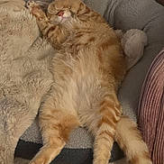Floki is registered to the contest to win money with this photo: animal, cat, comfort, cozy, cute, domestic_cat, feline, fluffy, fur, indoor, nap, orange_tabby, paw, pet, pet_bed, relaxed, resting, sleeping, soft, whiskers
