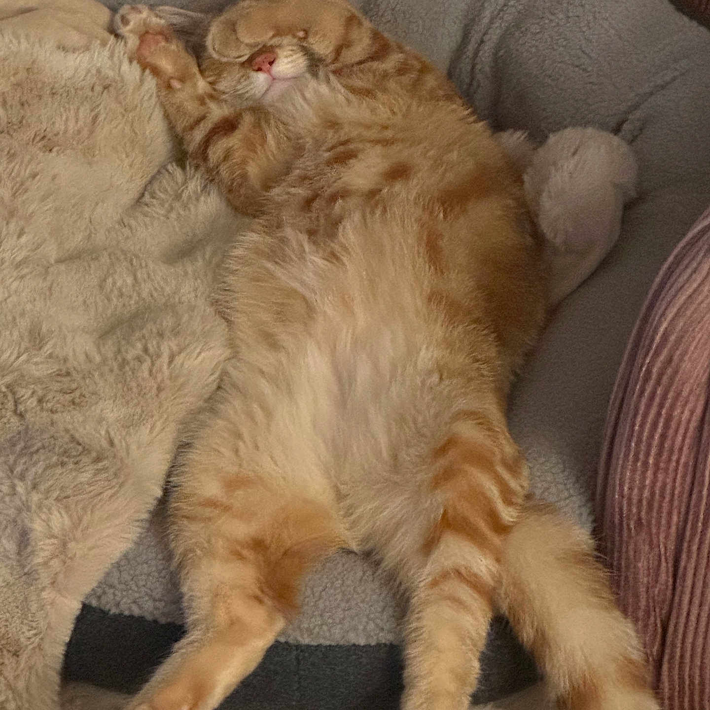 Floki Welsh is registered to the contest to win money with this photo: animal, cat, comfort, cozy, cute, domestic_cat, feline, fluffy, fur, indoor, nap, orange_tabby, paw, pet, pet_bed, relaxed, resting, sleeping, soft, whiskers