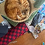 Floki Welsh is registered to the contest to win money with this photo: assorted_items, cardboard_box, cat, cat_tree, clutter, cozy, curled_up, ginger_cat, hardwood_floor, human_foot, indoor, newspaper, paw, pet_bed, plaid_blanket, plastic_bag, red_black_plaid, sleeping_cat, top_view, water_bottle