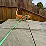 backyard, cat, curious, exploration, feline, fence_post, grass_edge, harness, leash, orange_tabby, outdoor, overcast, pet, side_profile, tail_up, tarp, texture, walking, whiskers, wooden_fence