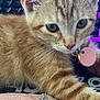 kitten, orange_tabby, cat, closeup, collar, pet_tag, paw, hand, ring, keyboard, purple_light, fur, whiskers, green_eyes, domestic_cat, indoor, cute, pet, resting, curious