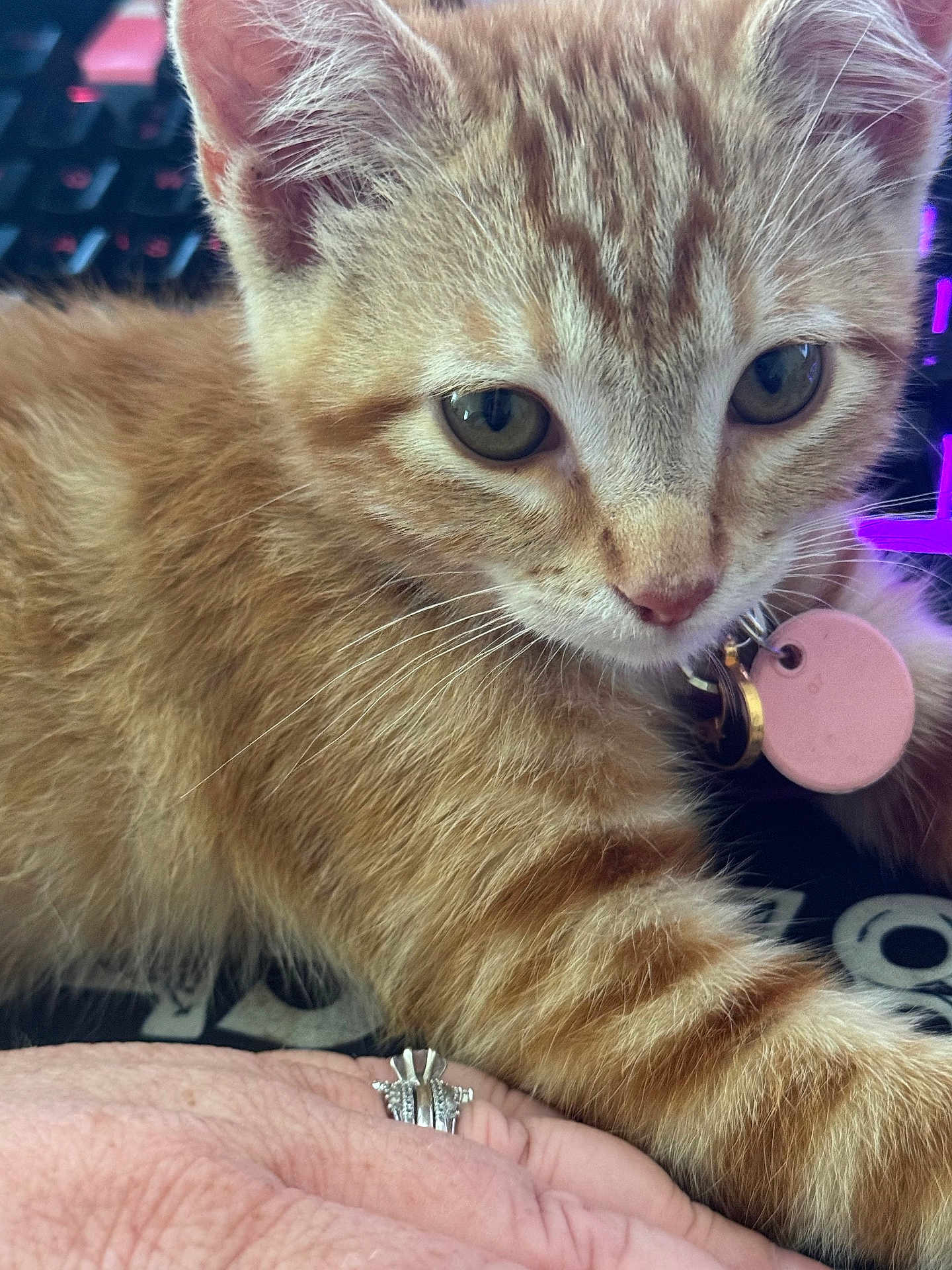 Floki Welsh is registered to the contest to win money with this photo: kitten, orange_tabby, cat, closeup, collar, pet_tag, paw, hand, ring, keyboard, purple_light, fur, whiskers, green_eyes, domestic_cat, indoor, cute, pet, resting, curious