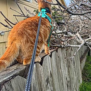 Floki Welsh joined the competition — help win amazing prizes! adventure, backyard, branches, cat, close_up, exploration, fence, fur, grass, harness, house, leash, orange_cat, outdoor, paws, pet, roof, tail, walking, wooden_fence