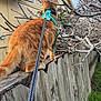 adventure, backyard, branches, cat, close_up, exploration, fence, fur, grass, harness, house, leash, orange_cat, outdoor, paws, pet, roof, tail, walking, wooden_fence