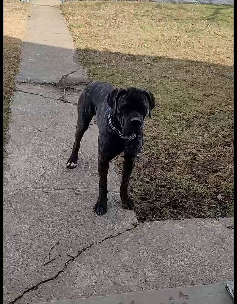 Sasha joined the competition — help win amazing prizes! borador, canidae, carnivore, companion_dog, dog, dog_breed, dog_collar, fawn, grass, gun_dog, leash, rectangle, road_surface, snout, sporting_group, street_dog, tail, terrestrial_animal, tints_and_shades, working_animal