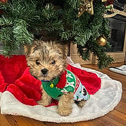 King is registered to the contest to win money with this photo: puppy, dog, christmas_tree, christmas_sweater, holiday, decorations, tree_skirt, wooden_floor, indoor, festive, cute, small_dog, pet, fur, collar, ornament, green, red, white, holiday_decor