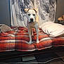 dog, bed, blanket, curtains, plush_toy, monkey_toy, indoor, pet, furniture, couch, carpet, treat, animal, canine, looking, standing, cozy, home, red, plaid