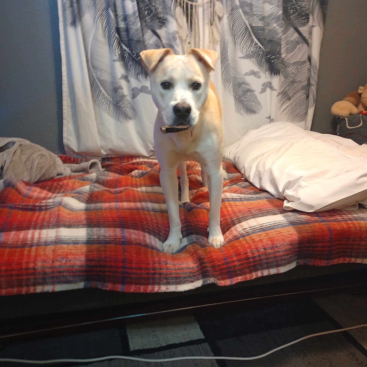 Milo is registered to the contest to win money with this photo: animal, bed, blanket, canine, carpet, couch, cozy, curtains, dog, furniture, home, indoor, looking, monkey_toy, pet, plaid, plush_toy, red, standing, treat