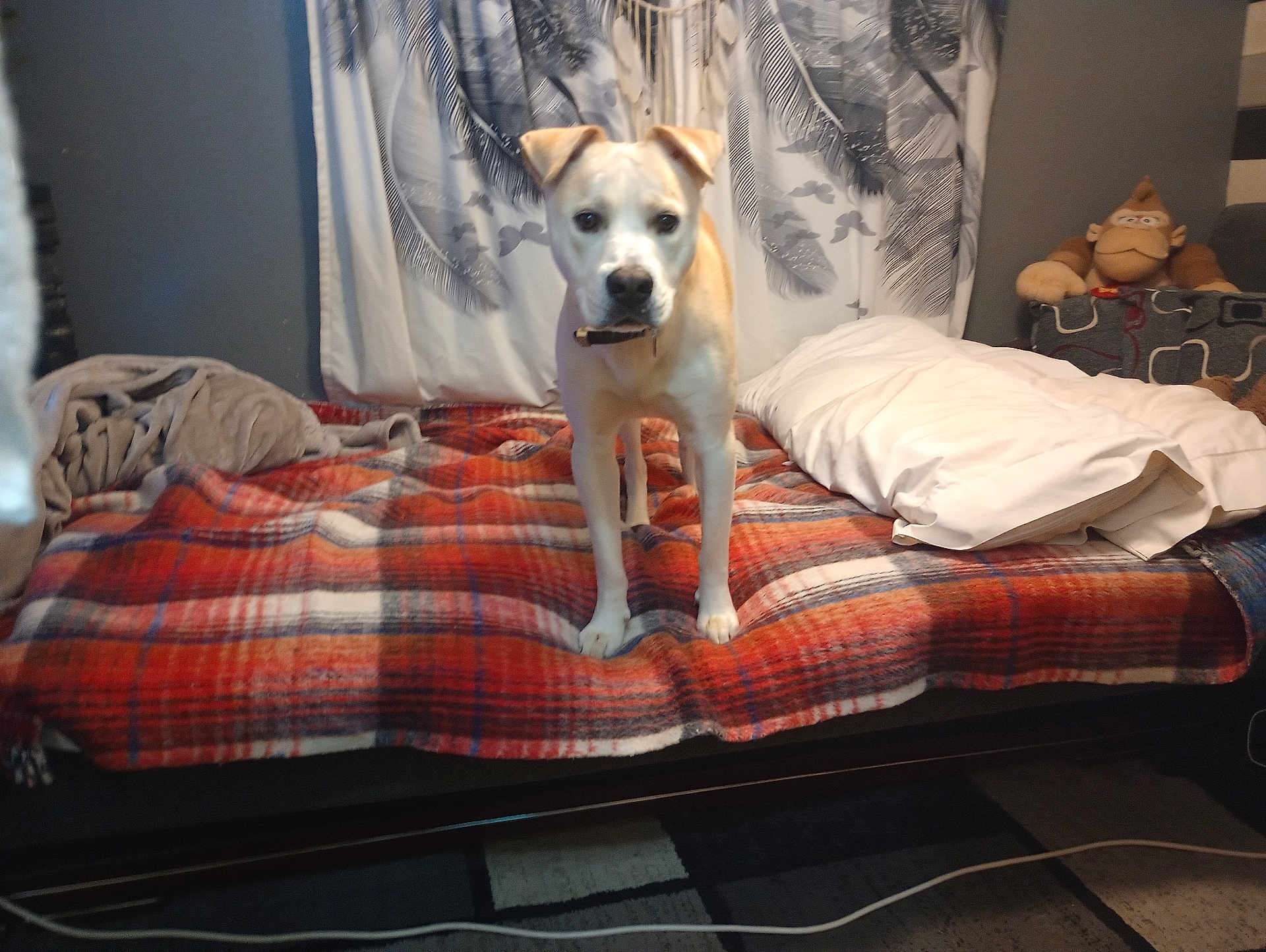 Milo is registered to the contest to win money with this photo: dog, bed, blanket, curtains, plush_toy, monkey_toy, indoor, pet, furniture, couch, carpet, treat, animal, canine, looking, standing, cozy, home, red, plaid