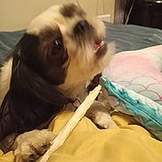 Chico is registered to the contest to win money with this photo: dog, small_dog, long_hair, brown_and_white, pet, animal, bone, chewing, bed, bedroom, blanket, pillow, indoor, home, cozy, lying_down, paw, fluffy, portrait, candid