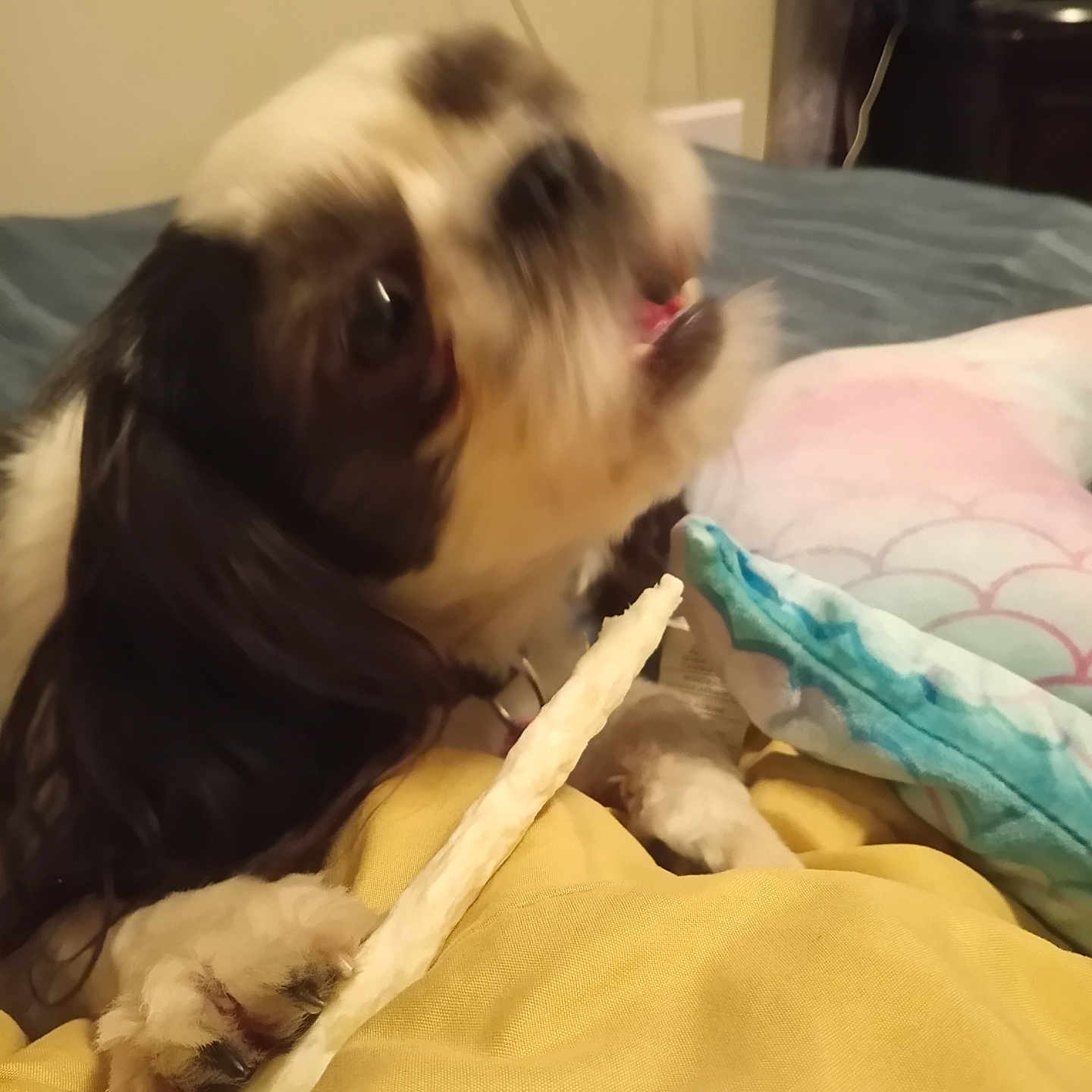 Chico is registered to the contest to win money with this photo: dog, small_dog, long_hair, brown_and_white, pet, animal, bone, chewing, bed, bedroom, blanket, pillow, indoor, home, cozy, lying_down, paw, fluffy, portrait, candid