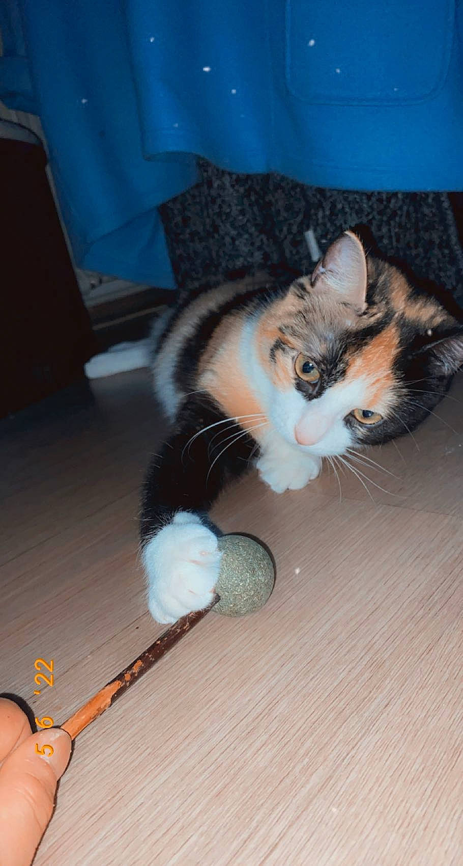 Luna participe au concours pour gagner de l'argent avec cette photo : carnivore, cat, claw, comfort, domestic_short_haired_cat, eye, felidae, floor, flooring, foot, fur, hardwood, human_leg, lap, paw, small_to_medium_sized_cats, snout, tail, whiskers, wood