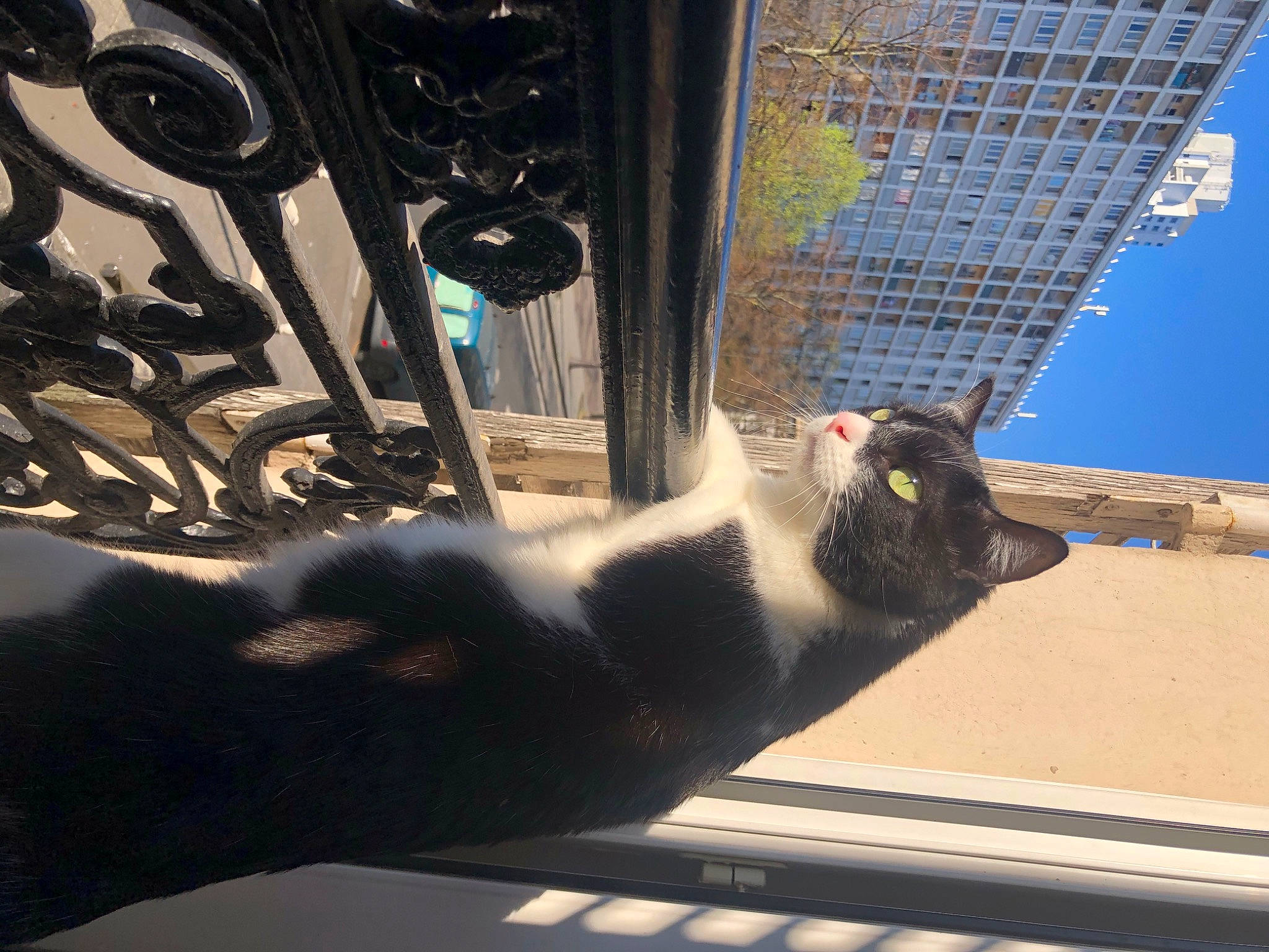 Negrita participe au concours pour gagner de l'argent avec cette photo : architecture, art, bovine, cat, felidae, fur, plant, sky, small_to_medium_sized_cats, snout, tail, tree, whiskers, window, zoo