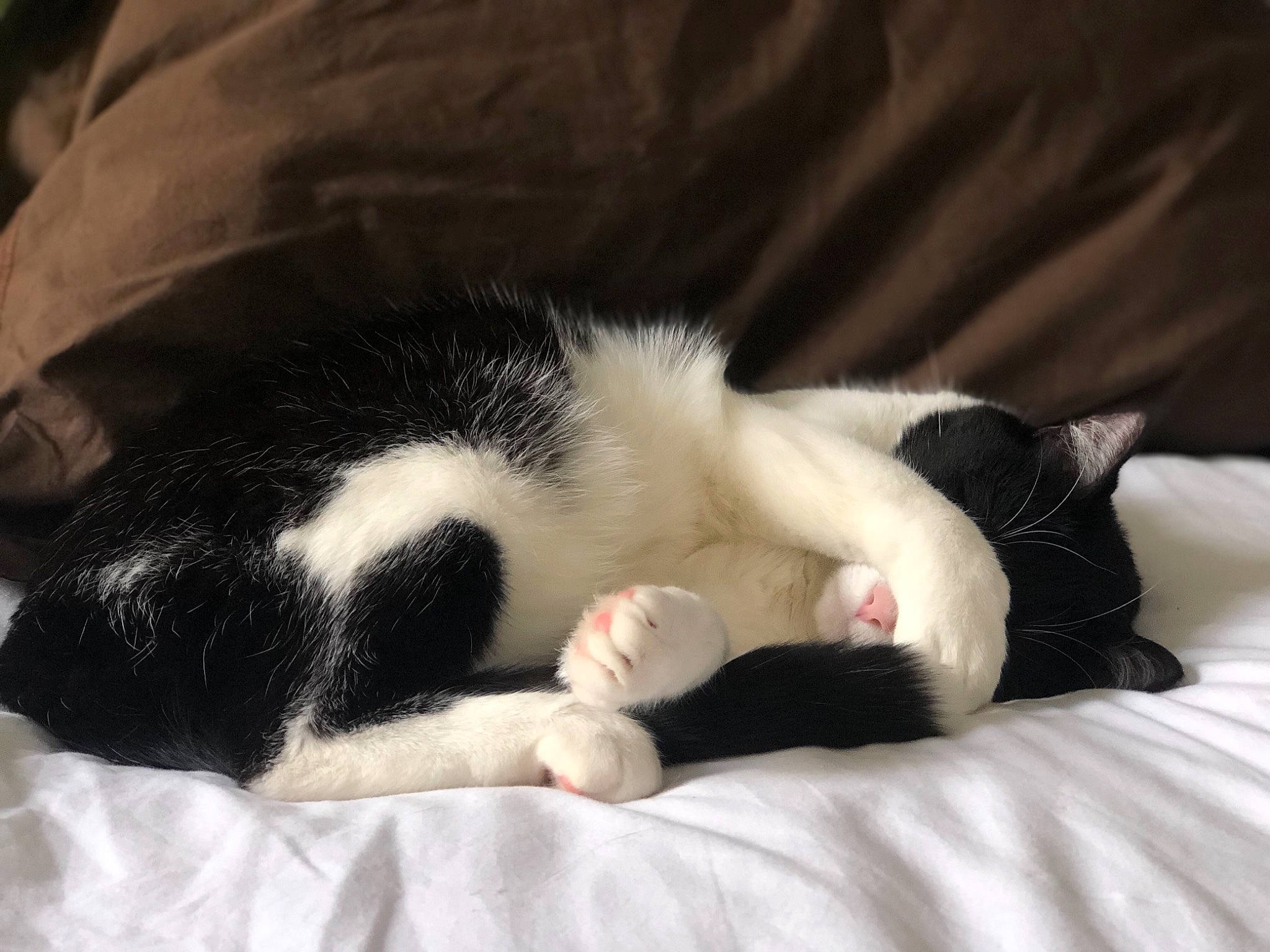 Negrita a rejoint le concours — aidez-le/la à gagner de superbes lots ! black_and_white, carnivore, cat, claw, ear, felidae, fur, leg, nap, paw, polydactyl_cat, sleep, small_to_medium_sized_cats, snout, tail, whiskers