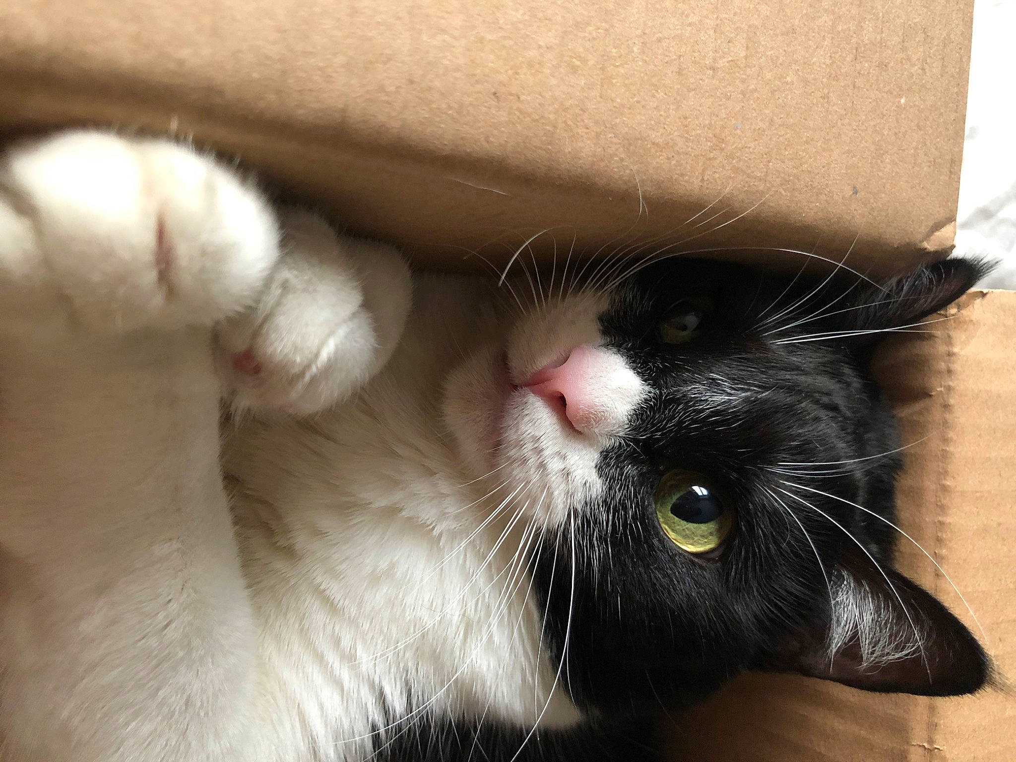 Negrita a rejoint le concours — aidez-le/la à gagner de superbes lots ! black_cat, carnivore, cat, close_up, domestic_long_haired_cat, domestic_short_haired_cat, ear, eye, felidae, fur, kitten, mammal, norwegian_forest_cat, nose, polydactyl_cat, small_to_medium_sized_cats, snout, whiskers