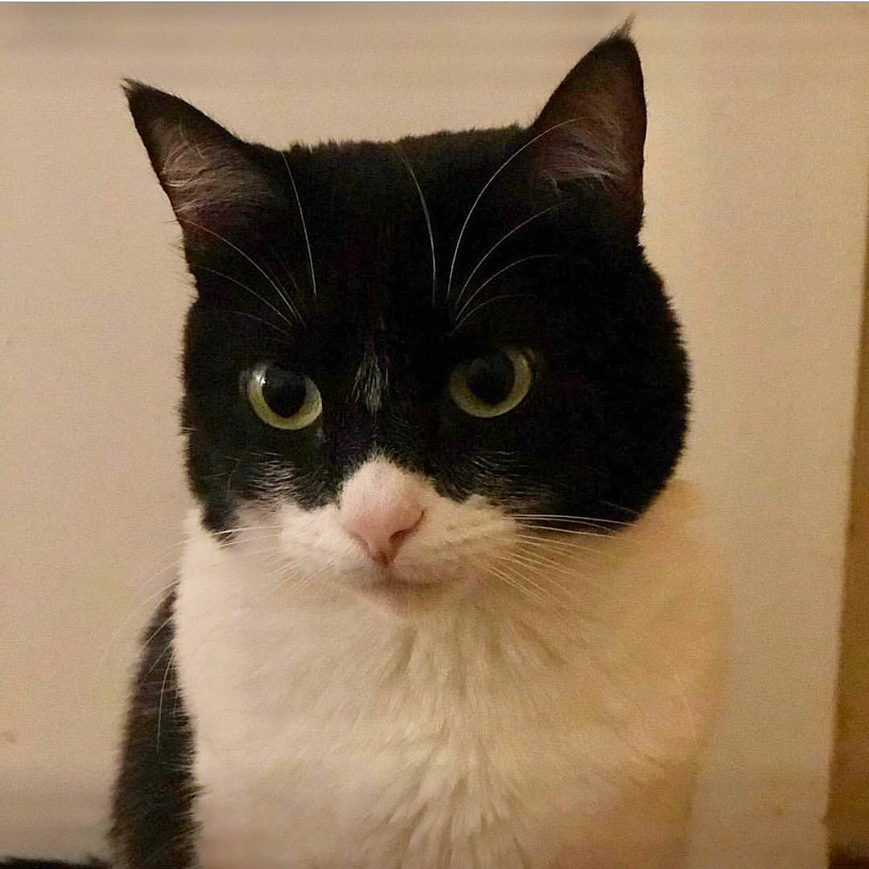 Negrita participe au concours pour gagner de l'argent avec cette photo : aegean_cat, american_wirehair, asian, black_and_white, black_cat, carnivore, cat, domestic_short_haired_cat, european_shorthair, eye, felidae, fur, japanese_bobtail, kitten, mammal, polydactyl_cat, small_to_medium_sized_cats, snout, tail, whiskers