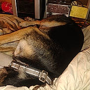 Demon is registered to the contest to win money with this photo: dog, sleeping, bed, blanket, collar, indoor, resting, brown, black, fur, cozy, comfort, domestic, pet, animal, quiet, relaxation, furniture, room, home