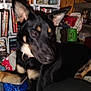 dog, indoor, black_dog, tan_markings, pet, collar, shelf, books, clutter, household_items, wood_paneling, resting, animal, mammal, ears, fur, face, paw, blur, domestic
