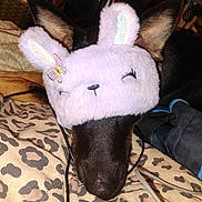 Aladdin is registered to the contest to win money with this photo: dog, sleep_mask, bunny_ears, leopard_print, blanket, ear, nose, pet, animal, fur, resting, cozy, home, indoor, cute, playful, black_dog, soft_texture, fabric, cable