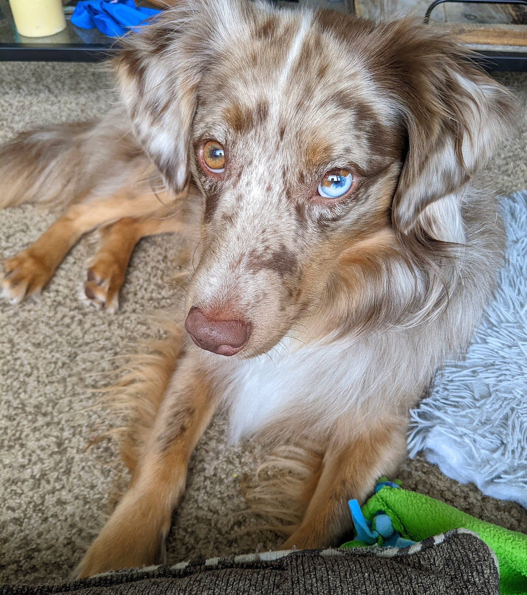 Toby joined the competition — help win amazing prizes! ancient_dog_breeds, australian_collie, australian_shepherd, canidae, carnivore, companion_dog, computer_keyboard, dog, dog_breed, firefighter, fur, gun_dog, herding_dog, liver, sporting_group, terrestrial_animal, texas_heeler, whiskers, working_animal, working_dog