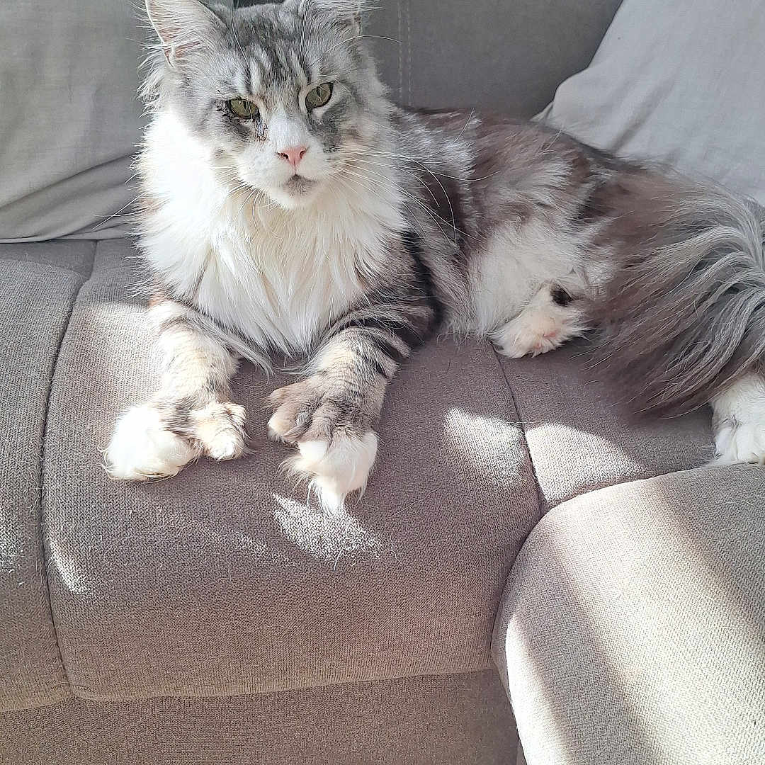 Upcy participe au concours pour gagner de l'argent avec cette photo : angora, animal, architecture, building, cat, chair, couch, cushion, furniture, homedecor, indoors, interiordesign, kitten, linen, livingroom, manx, person, pet, room, sleeping