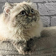 Daisy is registered to the contest to win money with this photo: cat, fluffy, blue_eyes, pet, feline, portrait, close_up, indoor, soft_texture, blanket, gray, brick_wall, whiskers, cute, animal, resting, fur, domestic_cat, looking_up, cozy