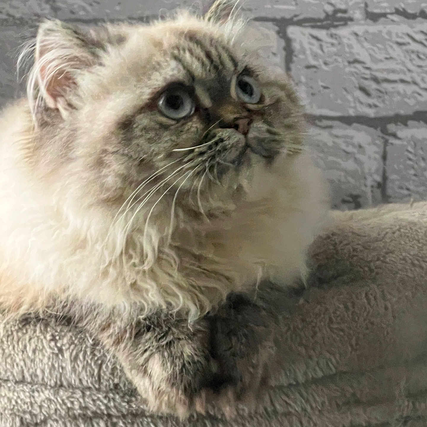 Daisy is registered to the contest to win money with this photo: animal, blanket, blue_eyes, brick_wall, cat, close_up, cozy, cute, domestic_cat, feline, fluffy, fur, gray, indoor, looking_up, pet, portrait, resting, soft_texture, whiskers